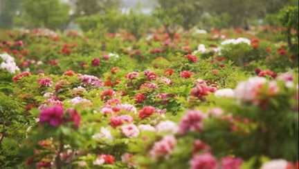 �ĳǴ�W(xu��)�t(y��)�W(xu��)Ժ2025�꺮�����(hu��)��(sh��)�`���Y(ji��)