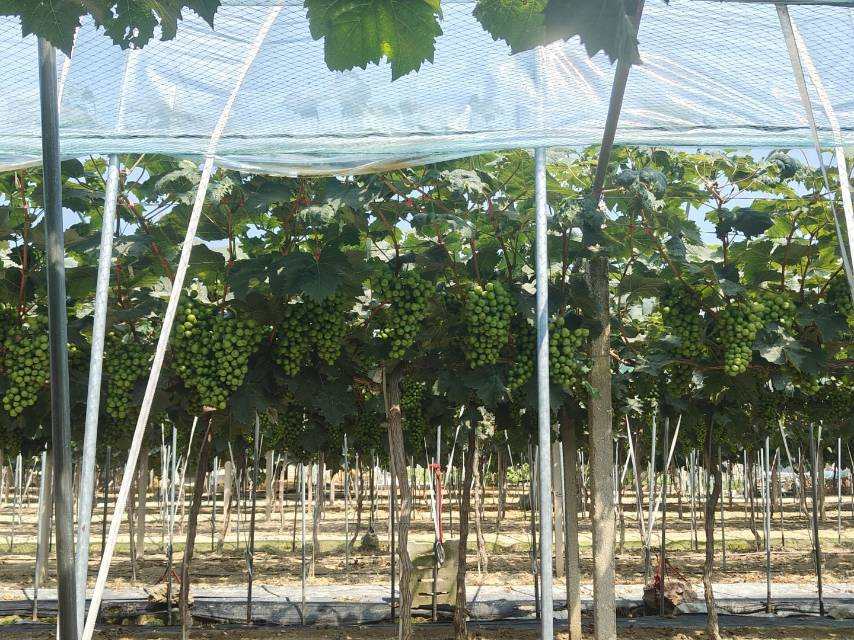 ���L�����L(zh��ng)����̽���l(f��)չ��;