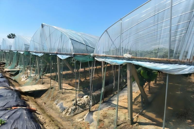 ����ͬ���(zh��n)���ш@�_չ�ǻ��r(n��ng)�I(y��)���}�{(di��o)��